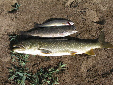 Image of lake trout