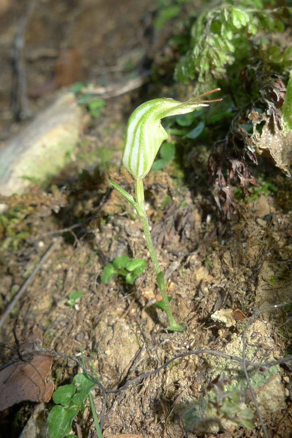 Image of Trowel leaved greenhood orchid