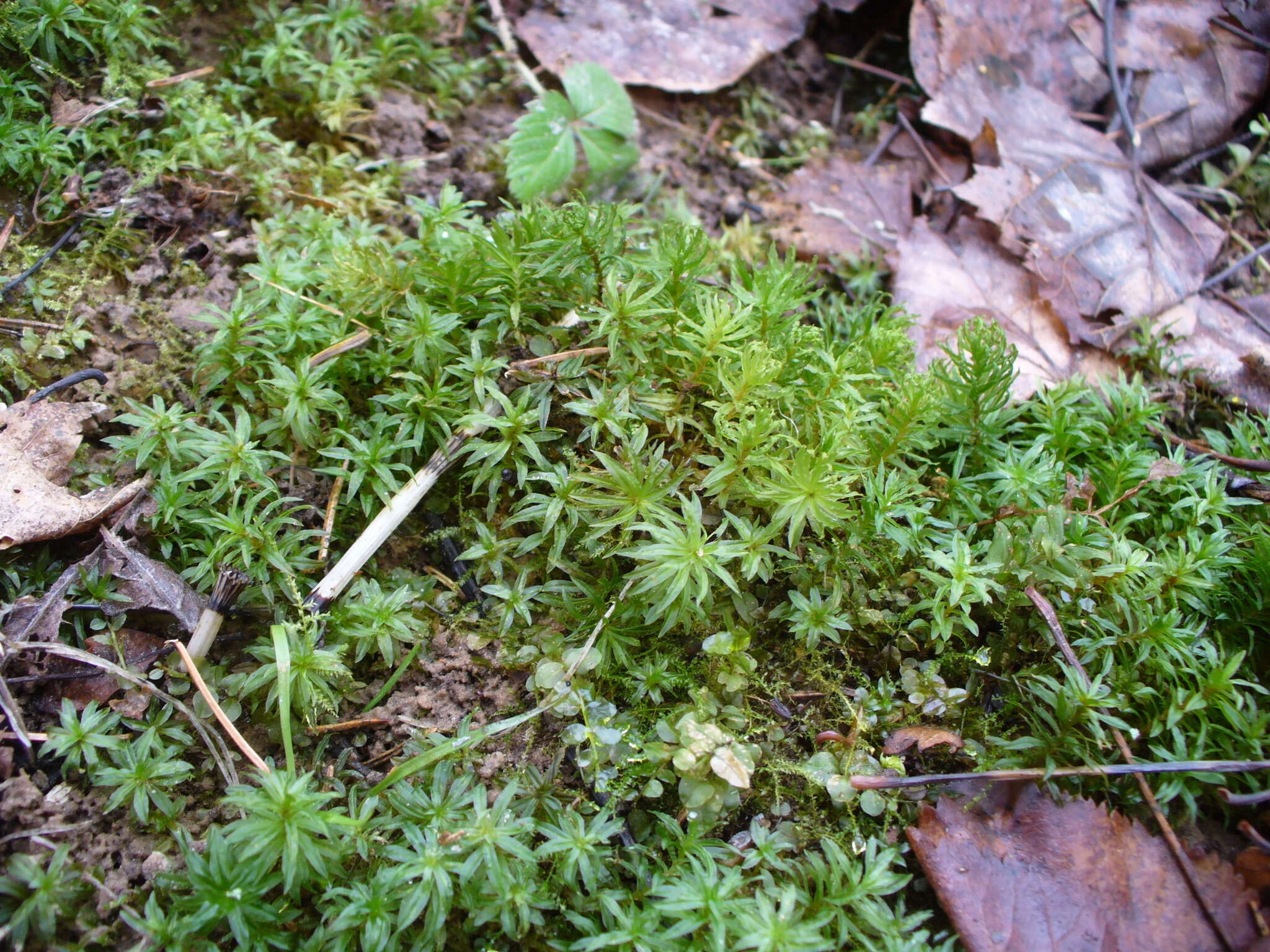 Image of undulate atrichum moss