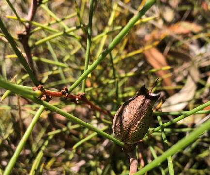 Imagem de Hakea vittata R. Br.