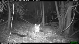 Image of Mountain Brushtail Possum