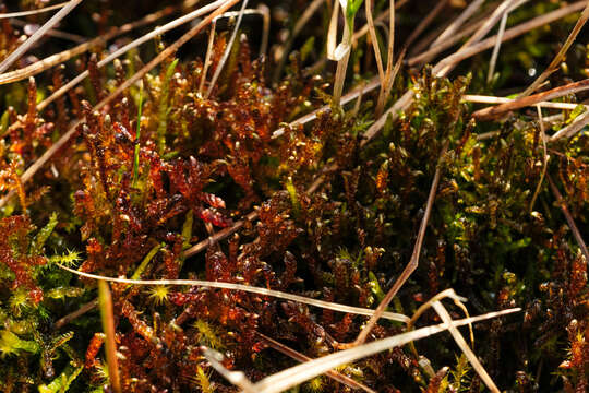 Image of Scorpidium cossonii Hedenäs 1989