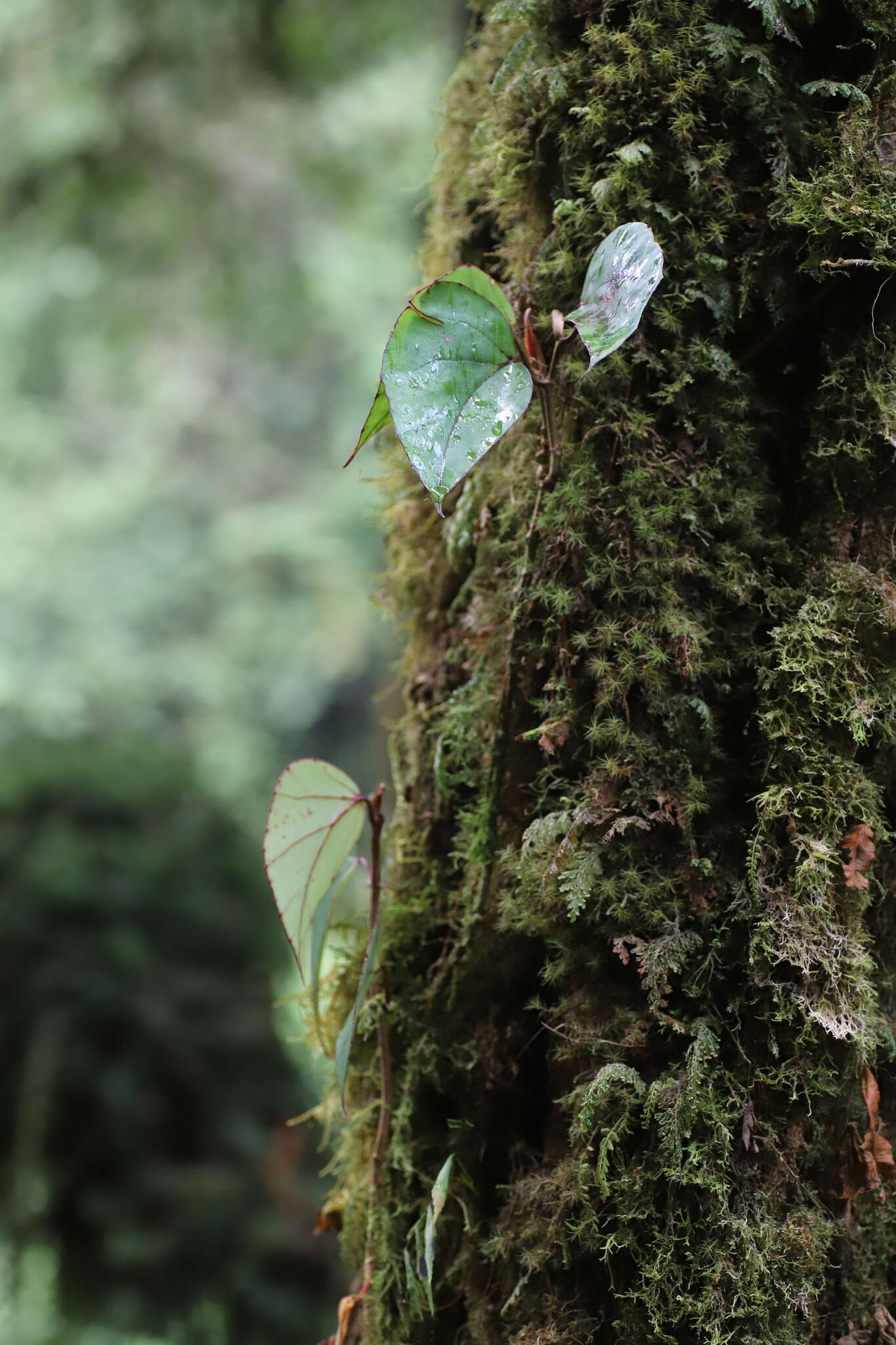 Image of Begonia poculifera Hook. fil.