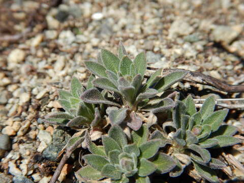 Image of Reflexed Rockcress