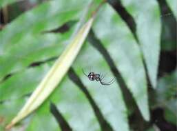 Image of Leucauge xiuying Zhu, Song & Zhang 2003