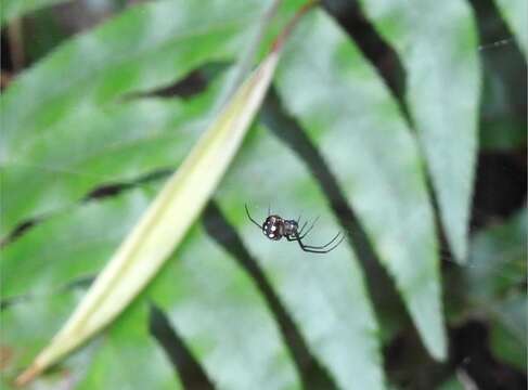 Image of Leucauge xiuying Zhu, Song & Zhang 2003