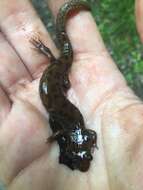 Image of Seal Salamander