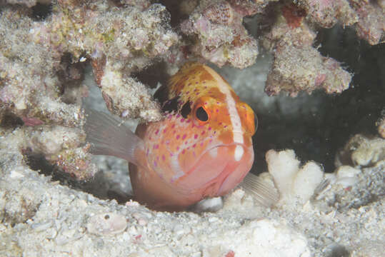 Image of Common Lyre-tail Cod