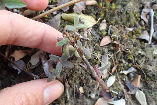 Imagem de Delosperma rogersii (Schoenl. & Berger) L. Bol.