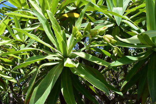 Image of Hibbertia baudouinii Brongn. & Gris