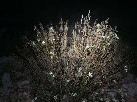 Image of Santa Rita snakeroot