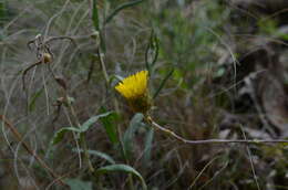 Image of Podolepis decipiens