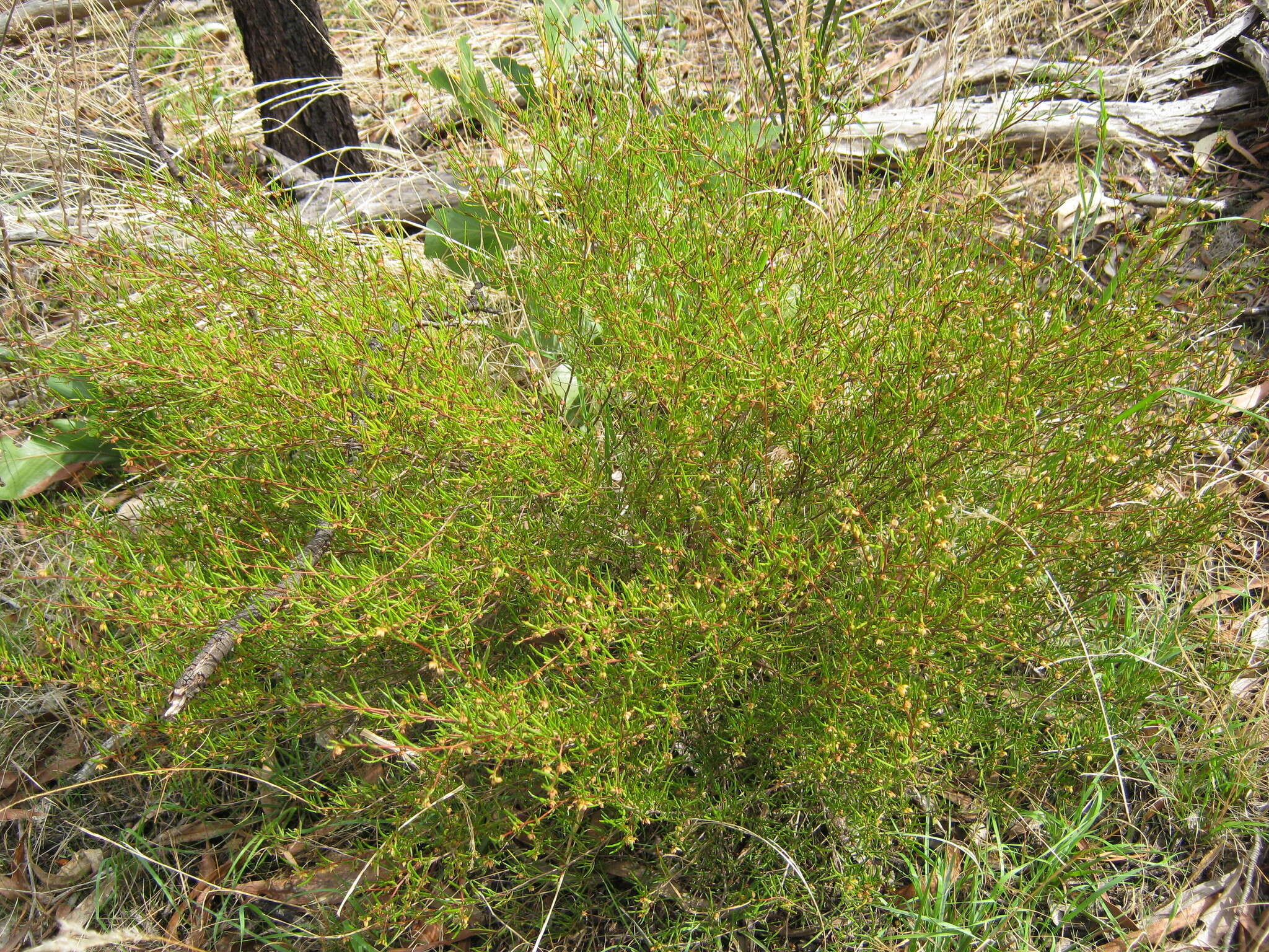 Image de Dodonaea hexandra F. Müll.