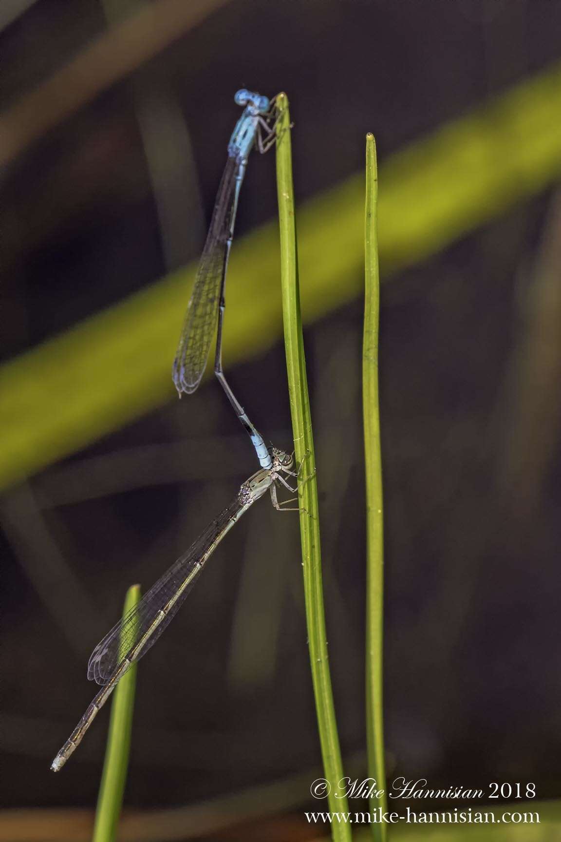 Image of Attentuated Bluet