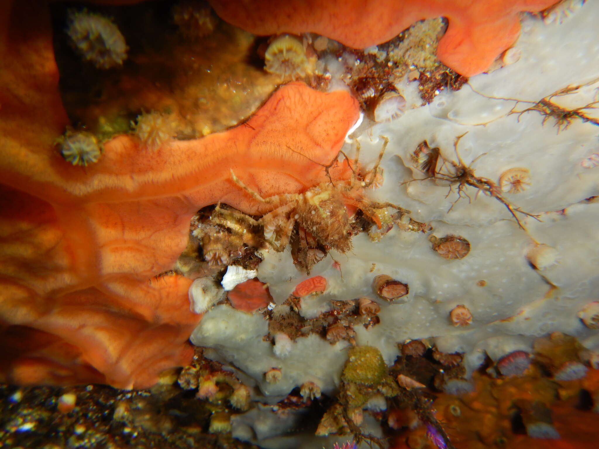 Image of rugose spider crab