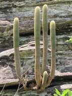 Imagem de Pilosocereus vilaboensis (Diers & Esteves) P. J. Braun & Esteves