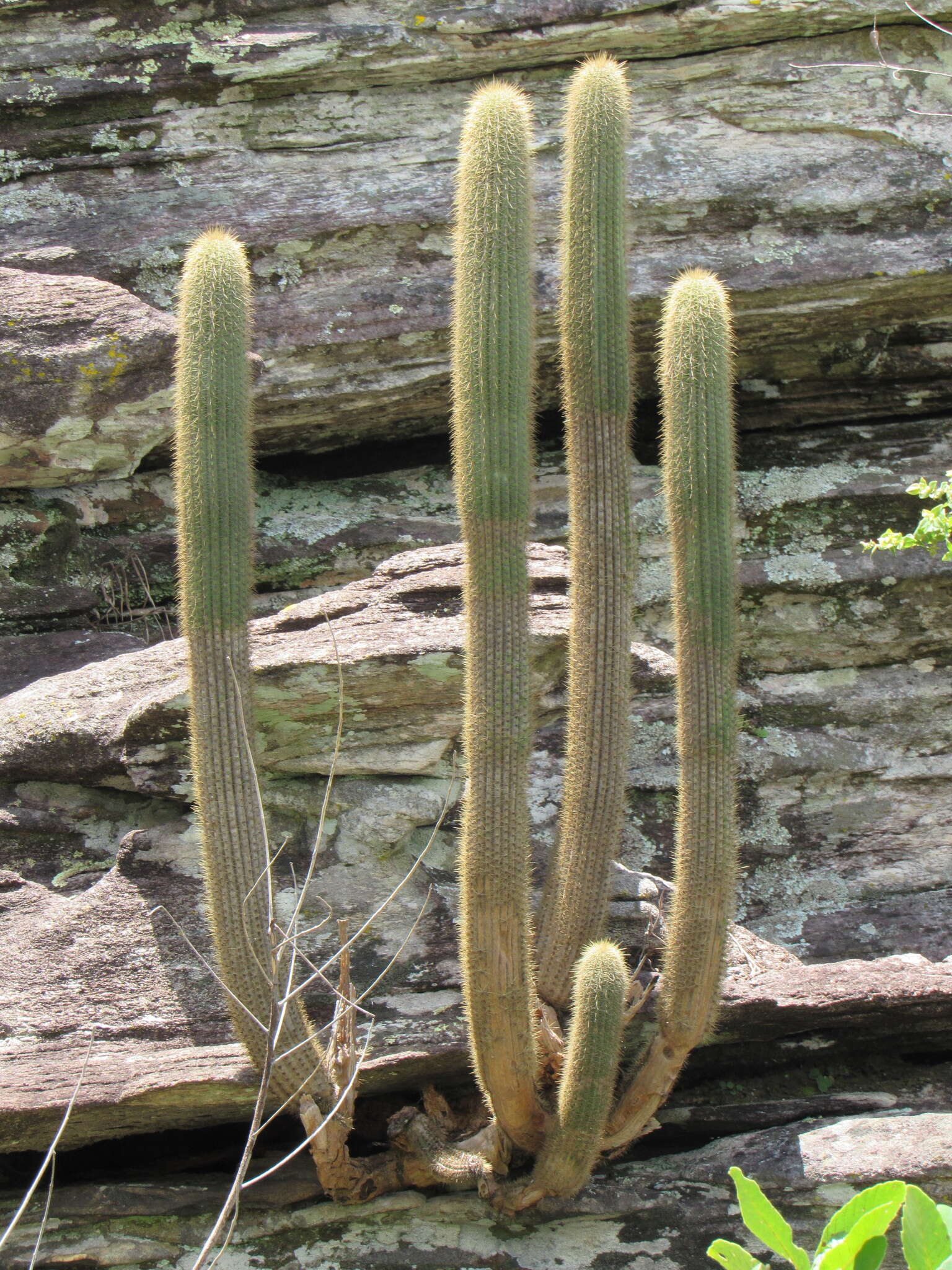 Imagem de Pilosocereus vilaboensis (Diers & Esteves) P. J. Braun & Esteves