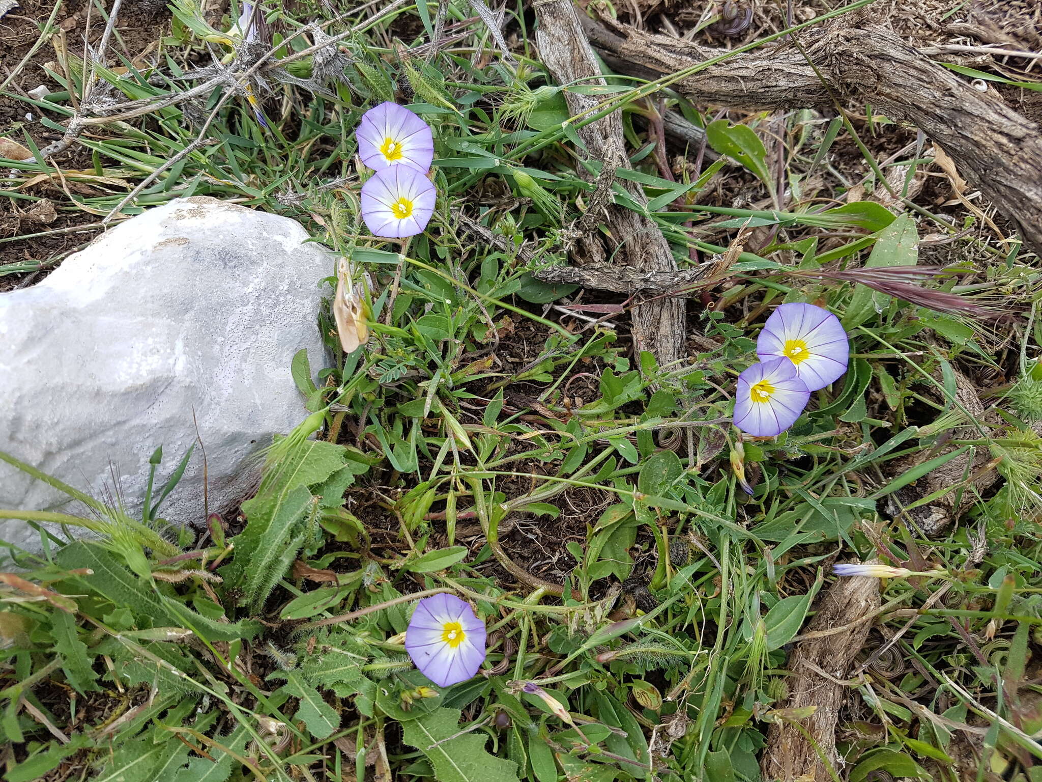 Convolvulus meonanthus Hoffmanns. & Link resmi