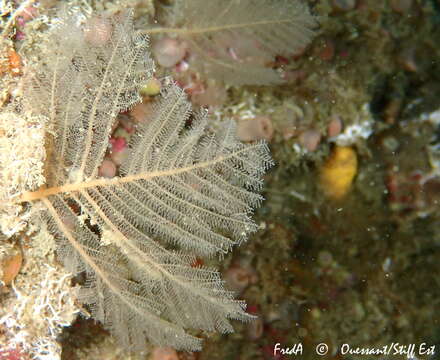 Imagem de Polyplumaria flabellata Sars 1874