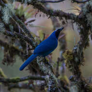 Image of White-collared Jay