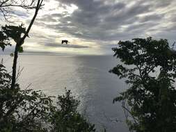 Image of Lesser Frigatebird