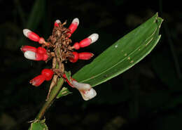 Image of Renealmia sessilifolia Gagnep.