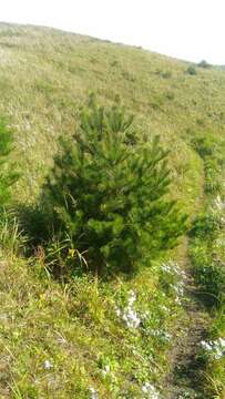 Image of Japanese Red Pine