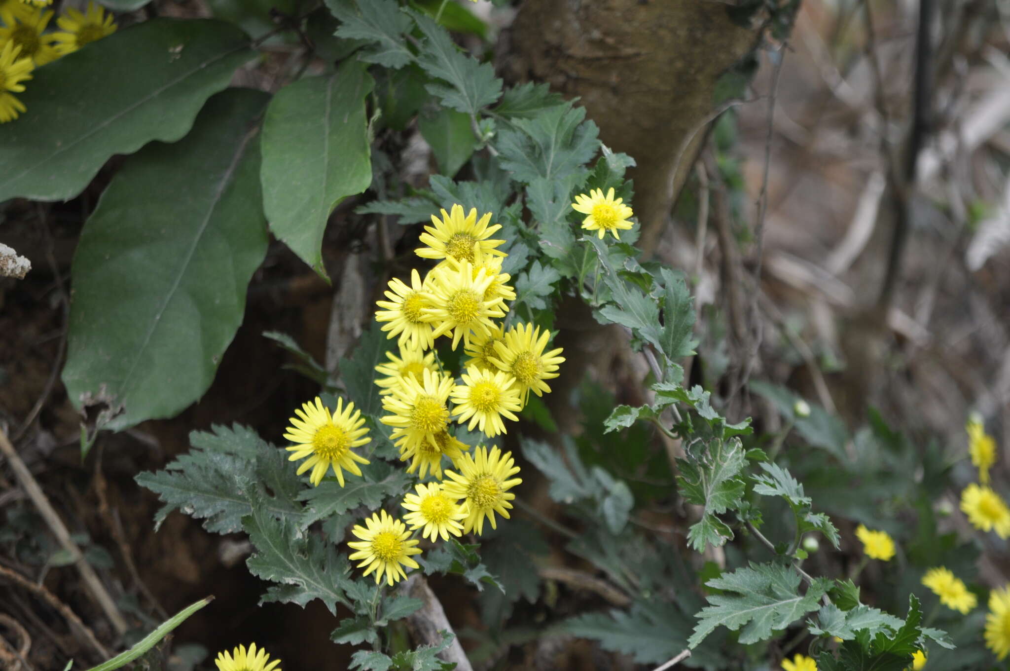 Chrysanthemum indicum L. resmi