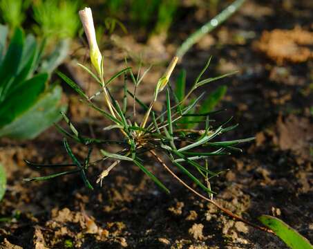 Image of Oxalis gracilis Jacq.