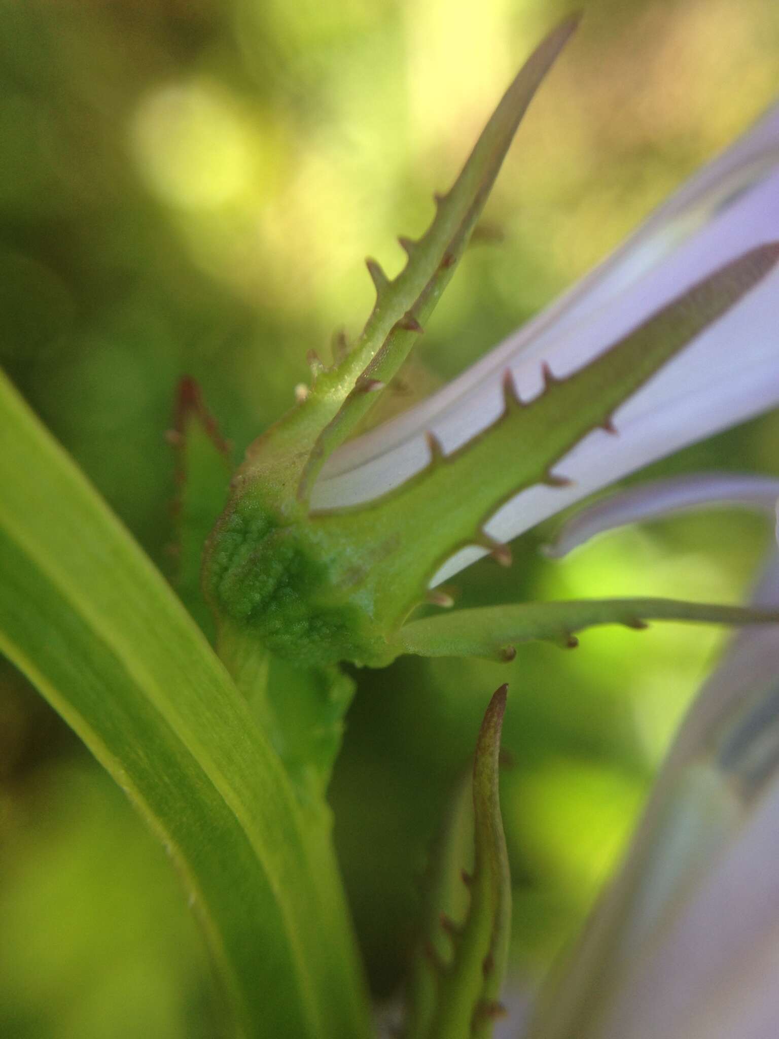 Image of Lobelia apalachicolensis D. D. Spauld., Barger & H. E. Horne