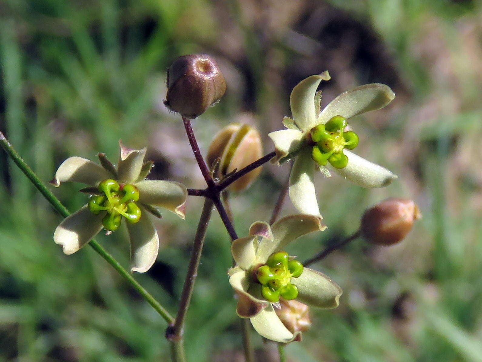 Image of Schizoglossum linifolium Schltr.