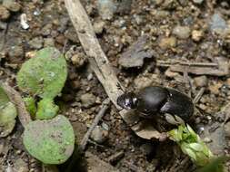 Image of Scooped Scarab