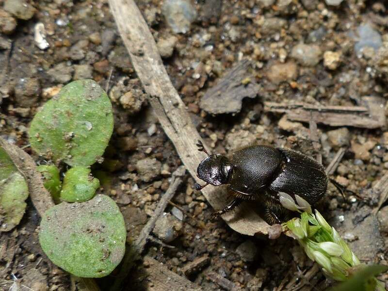 Image of Scooped Scarab