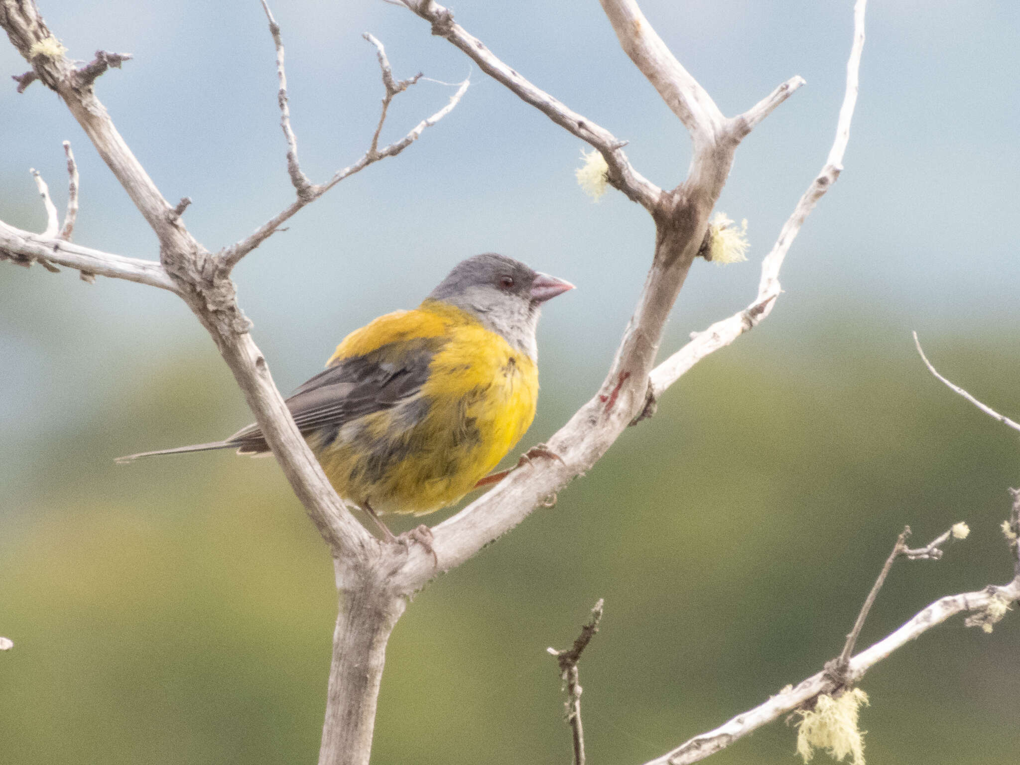 Image of Patagonian Sierra Finch