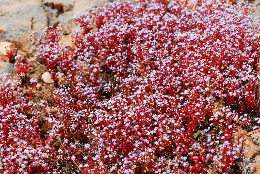 Image of Sedum caeruleum L.