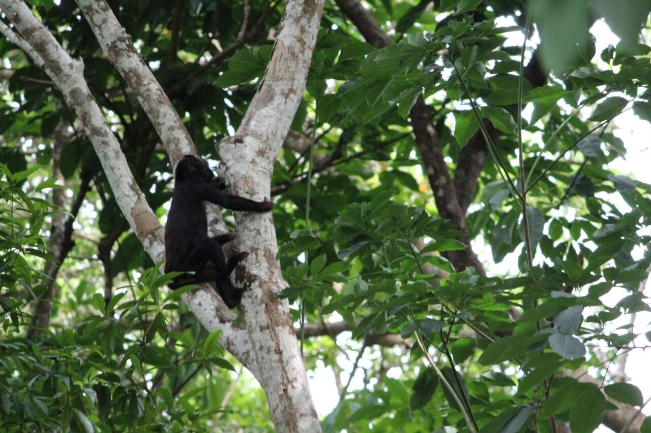 Image of Red-handed Howling Monkey