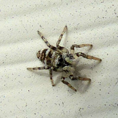 Image of Zebra spider