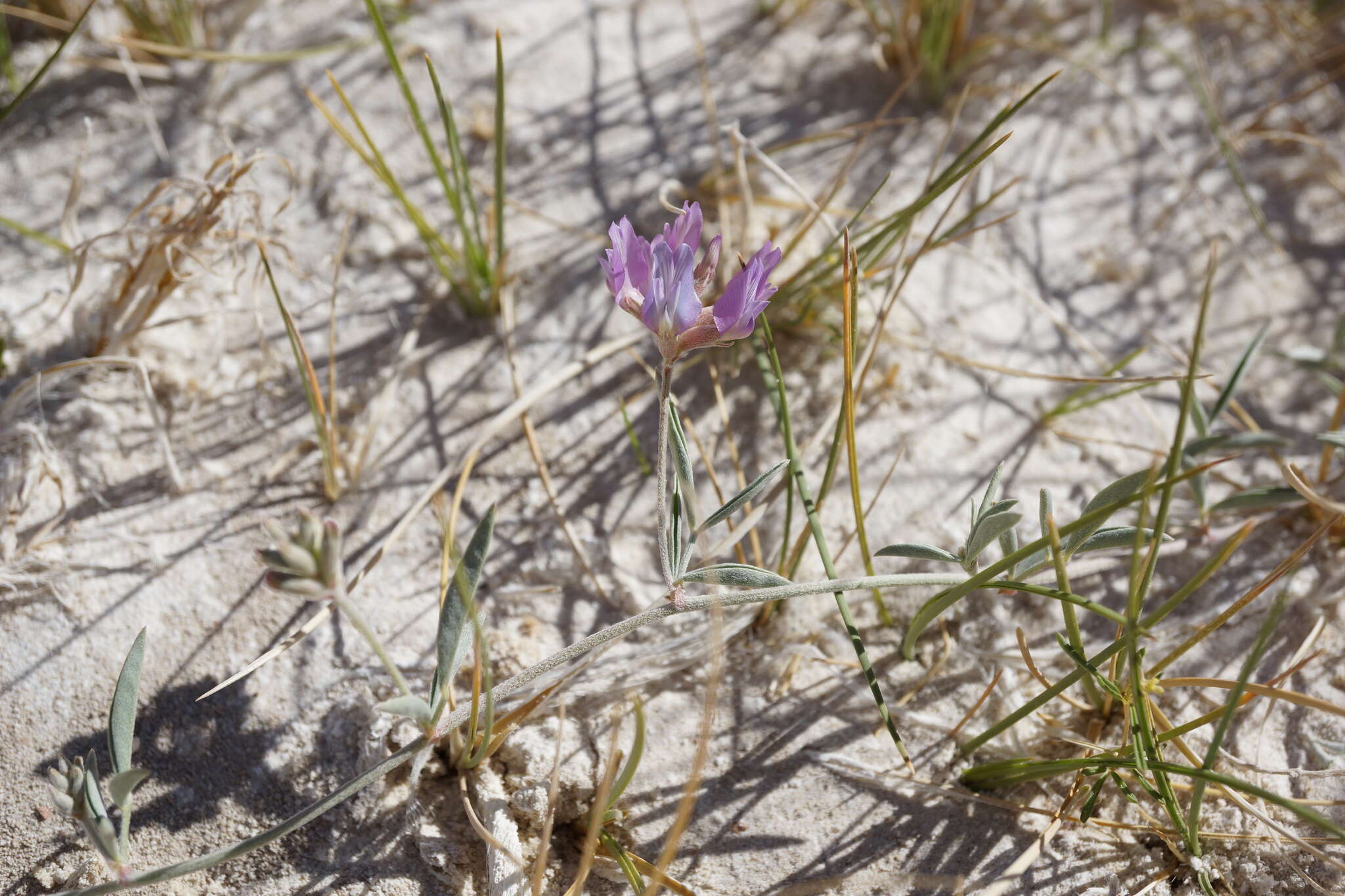 Image of Fish Slough milkvetch