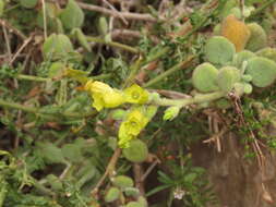 Image of Nicotiana rupicola Santilli, De Schrevel, Lavandero & Dandois