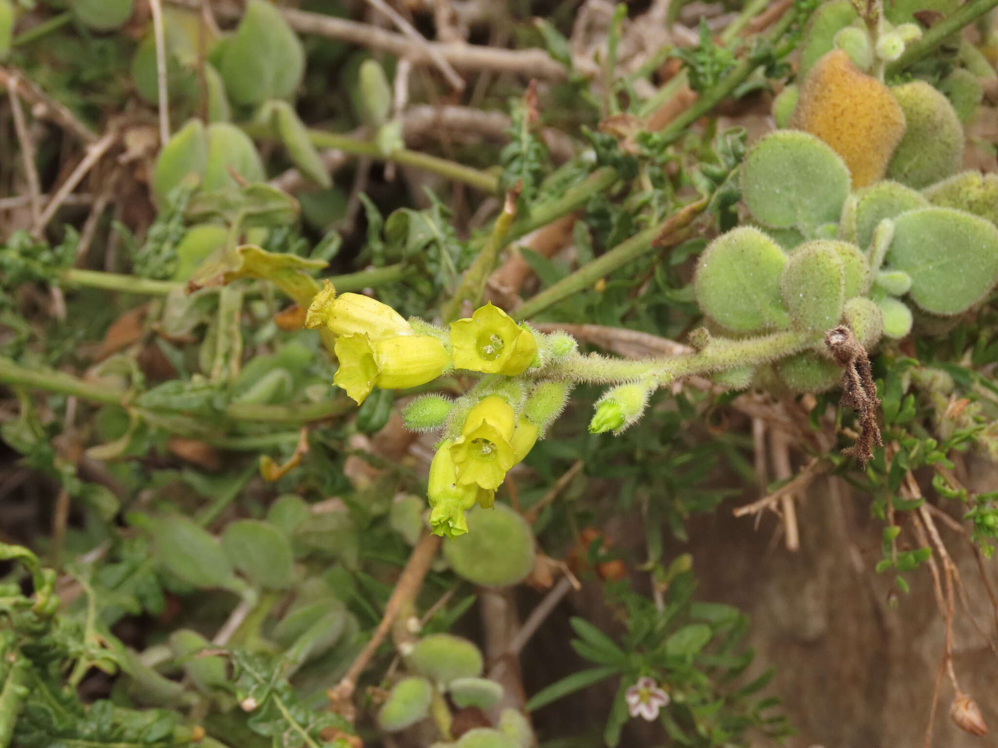 Image of Nicotiana rupicola Santilli, De Schrevel, Lavandero & Dandois