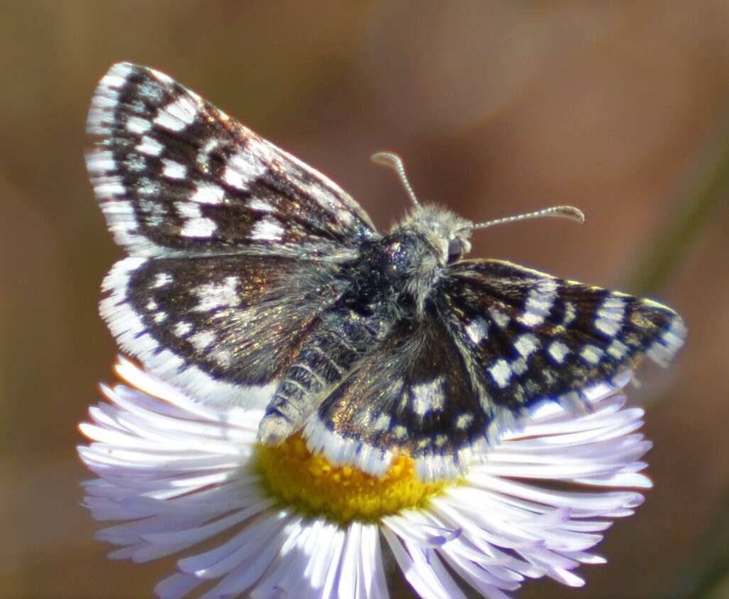 Image of Small Checkered Skipper