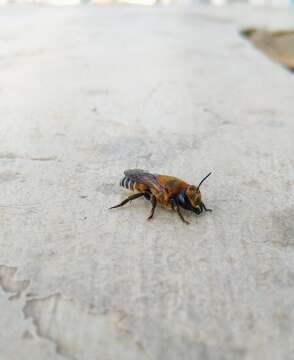 Image of Wooly Wall Bee