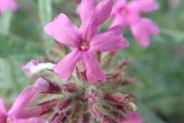 Image of Chiricahua Mountain mock vervain