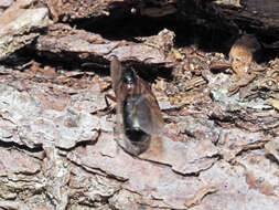 Слика од Camponotus ligniperdus (Latreille 1802)