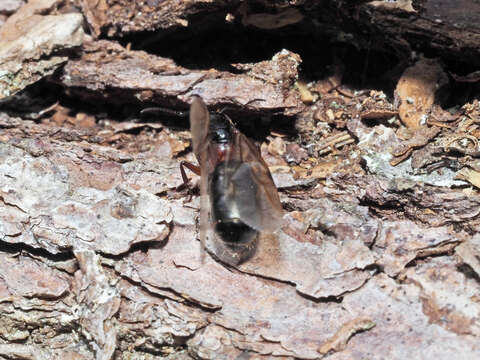 Image de Camponotus ligniperdus (Latreille 1802)