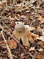 Image of Geastrum berkeleyi Massee 1889