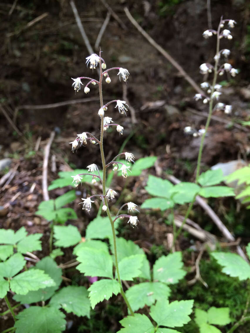 Image of Tiarella trifoliata var. trifoliata