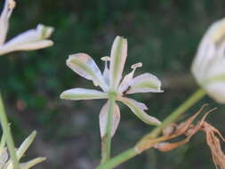 Image of Ornithogalum sphaerocarpum A. Kern.