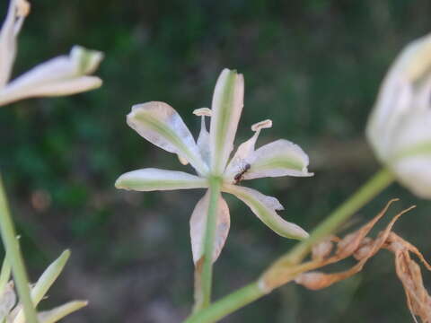 Image de Ornithogalum sphaerocarpum A. Kern.