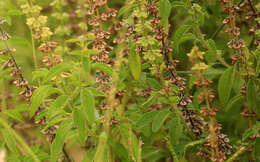 Image of Ocimum americanum var. americanum